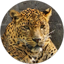 Karim Amjahed Karim Amjahed